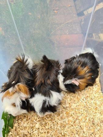 Image 26 of Adorable baby Guineapig's for sale.