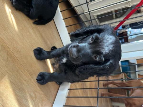 Image 2 of Working Cocker Spaniels - available now