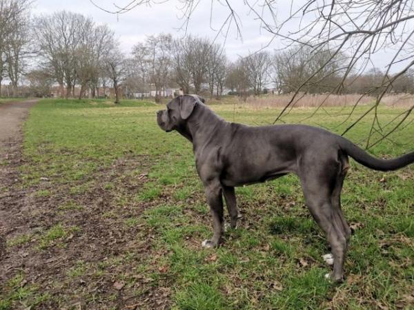 Image 22 of Cane Corso pups from multi champ bloodline