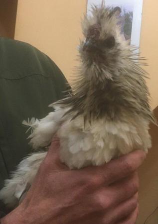 Image 1 of Handsome satin frizzle silkie cockerel for sale