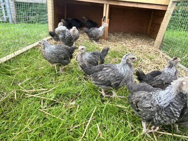 Image 2 of Rare breed silver Dorking chicks for sale