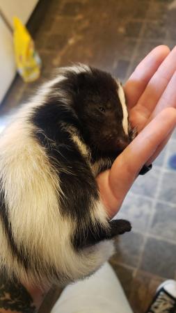 Image 4 of 7 baby skunk kits born this morning.