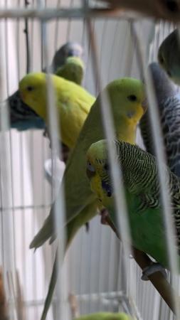 Image 5 of Young and healthy budgies!