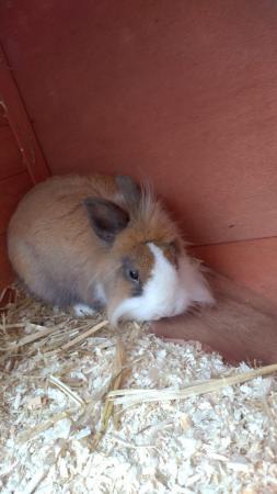 Image 3 of Lionhead buck for new home comes with