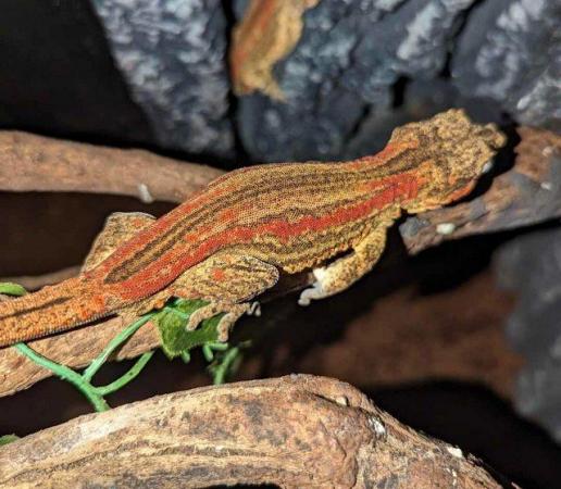 Image 8 of REDUCED, Red Stripe Gargoyle Gecko, CB 23 Unsexed