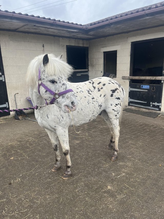Preview of the first image of 12.2hh appaloosa GeldingPony.