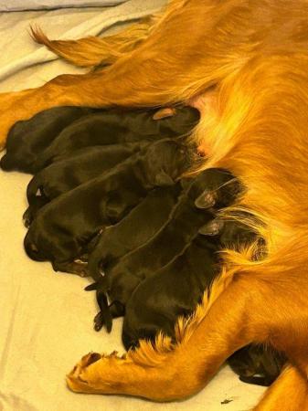 Image 3 of Working Cocker spaniel puppies