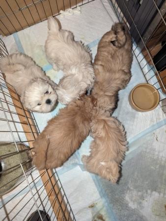 Image 4 of Stunning Imperial Shih Tzu puppies Ready now