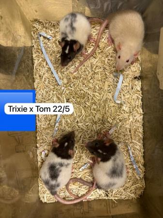 Image 7 of Baby rats ready soon. Males, females, dumbo, top eared
