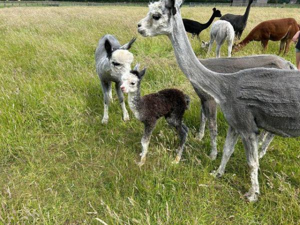 Image 8 of Alpaca Weanlings for sale males & females.All reduced price