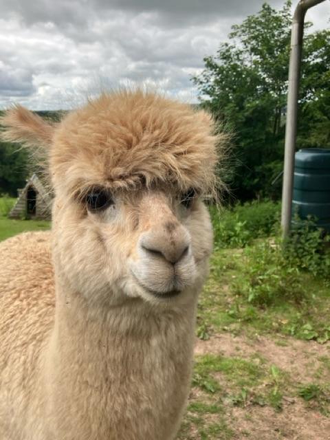 Preview of the first image of Hedgy the Male Alpaca Devon / Cornwall Border.