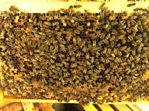 Image 2 of 5 frame Nuc via VSH II Buckfast breeder queen. UK Honeybees