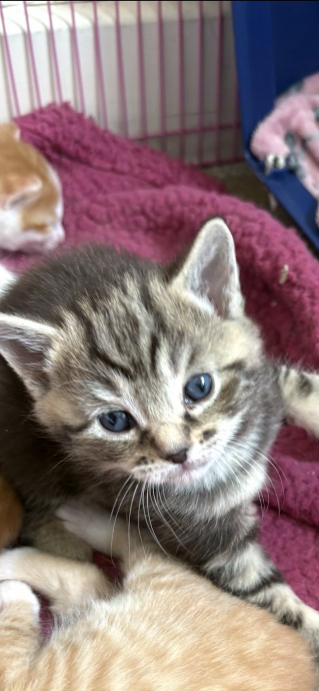 4 kittens looking for there forever homes — photo 3 of 4