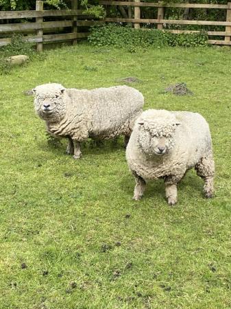 Image 1 of Southdown Pedigree Ewes for Sale