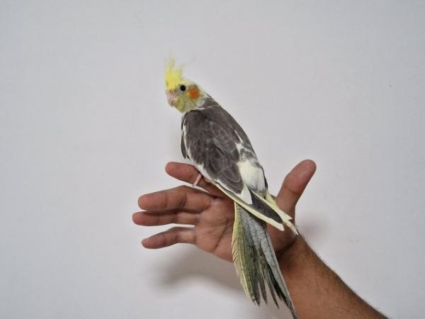 Image 1 of Super hand tamed cockatiel for sale