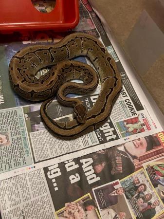 Image 4 of Pinstripe ball python for sale