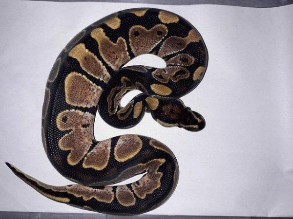 Image 1 of Collection of Royals Python's