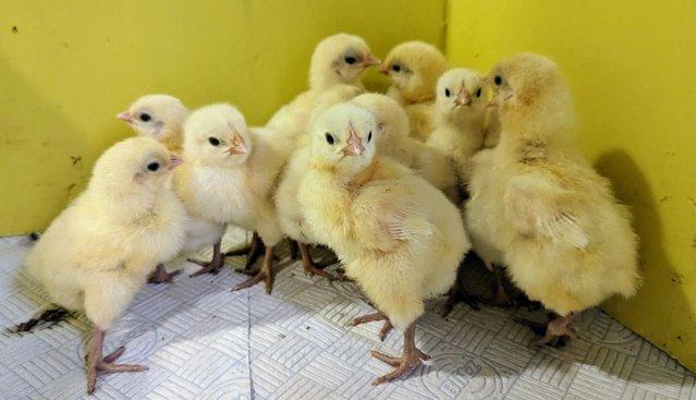 Image 2 of La Bresse Gauloise chicks, hatched Sat 16th March