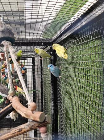 Image 8 of Stunning parrotlets available male and female