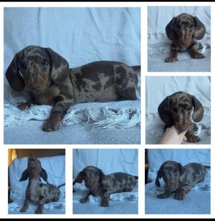 Image 21 of Quality bred Miniature Dachshunds 2 boys 1 girl for sale