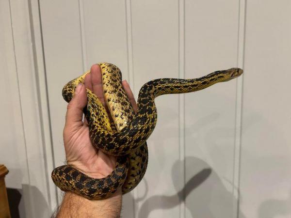 Image 3 of 3 year old female Sonoran Gopher snake