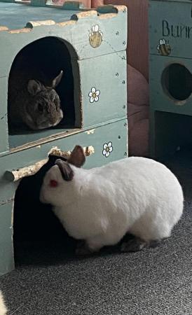 Image 25 of Sanctuary for Rabbit and Guinea Pigs and more
