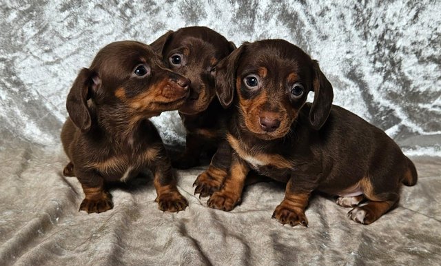 Preview of the first image of Beautiful smooth miniature dachshund puppies.