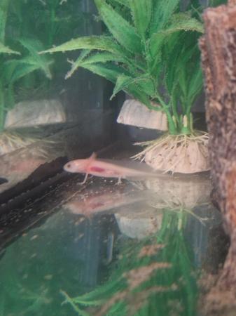 Image 2 of Baby white axolotl and tank