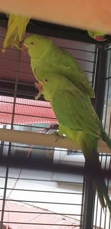 Image 2 of Ringneck indian parrots 5 to 6 months old Ring neck babies -