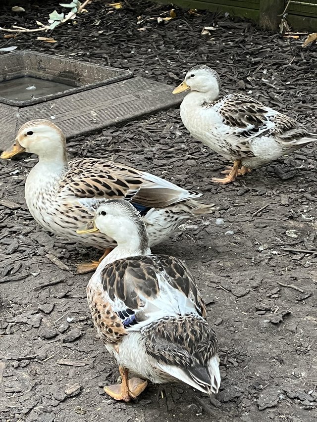 Preview of the first image of Mini silver appleyard ducks.