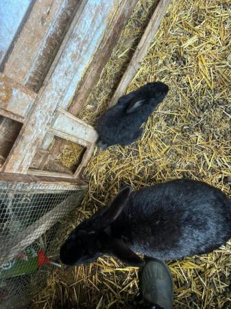 Image 7 of New Zealand Giant Black Bunny Rabbits - Unsexed
