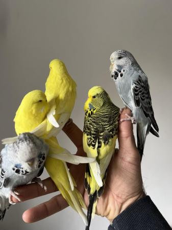 Image 5 of Hand Tame Baby Budgie Parakeets