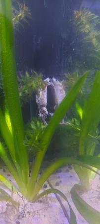 Image 5 of Fully aquatic african dwarf frogs