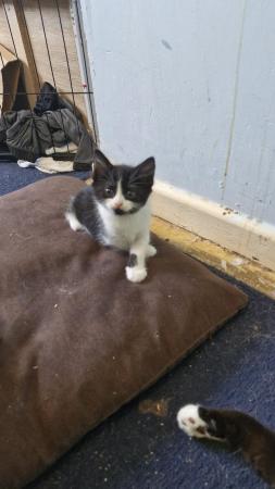 Image 8 of Beautiful kittens for sale, I have 2 female kittens for sale