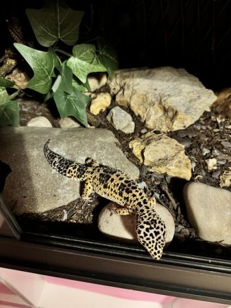 Image 4 of Stunning 1 year old Leopard Gecko and full set up!