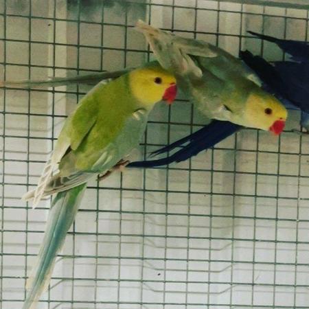 Image 4 of Beautiful ringneck parakeets available