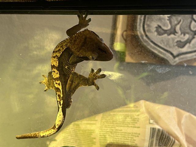Preview of the first image of Male crested gecko including full bioactive setup.