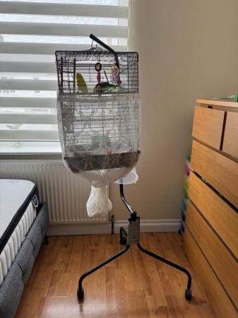 Image 6 of Two goergeous young budgie with cage and stand