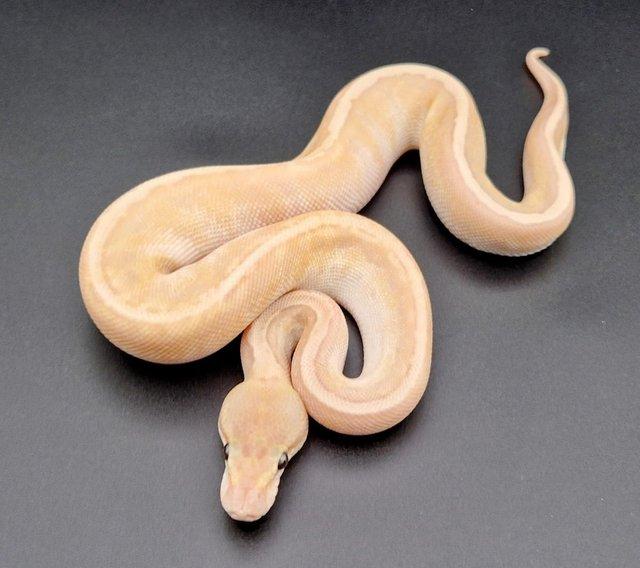 Preview of the first image of Banana Mojave GHI Pinstripe Male Ball Python 230304.
