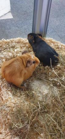 Image 4 of Baby female Guinea pigs available