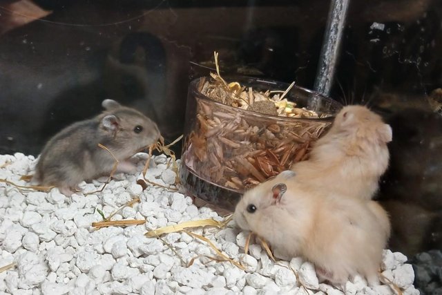 Image 3 of Baby Campbells Dwarf Hamsters , Different colours