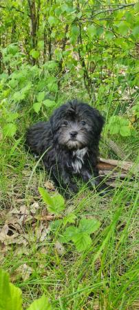 Image 12 of Shorkie silver shorkie boy only boy now available
