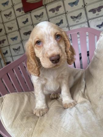 Image 17 of 1 left! Gorgeous Cocker spaniel puppies ready now.