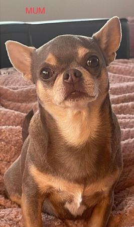 Image 3 of Chihuahua KC lilac boy available