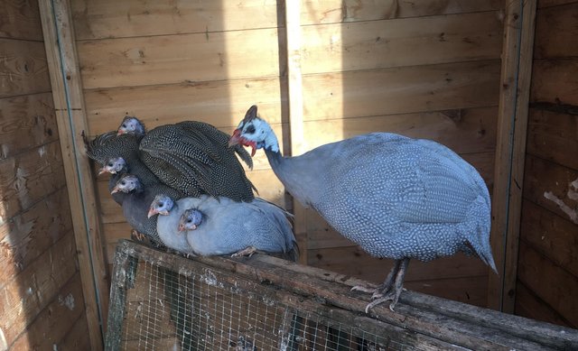 Image 1 of Guinea Fowl Poults and Hatching Eggs