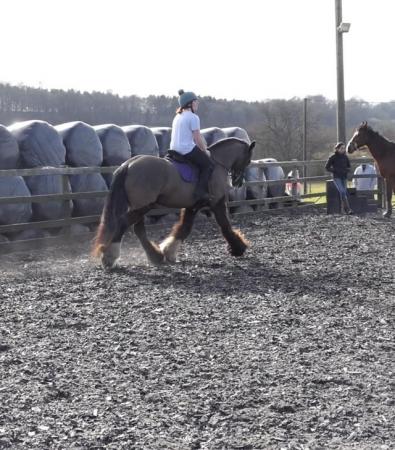 Image 1 of 15.2/3hh cob mare for share - based Sarratt, Herts