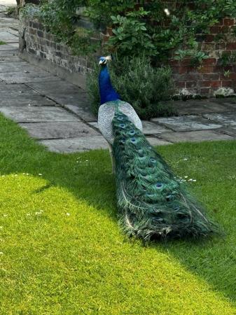 Image 1 of 5 year old Indian blue peacock for sale