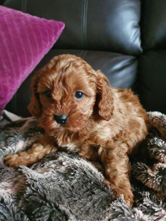 Image 60 of RED KC REG TOY POODLE FOR STUD ONLY! HEALTH TESTED