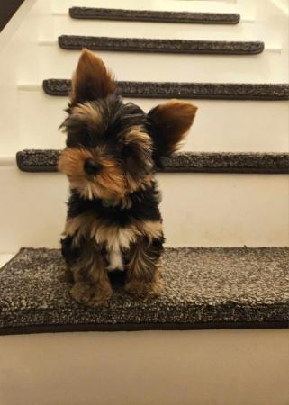 Image 6 of Miniature Yorkshire Terrier puppies for sale!