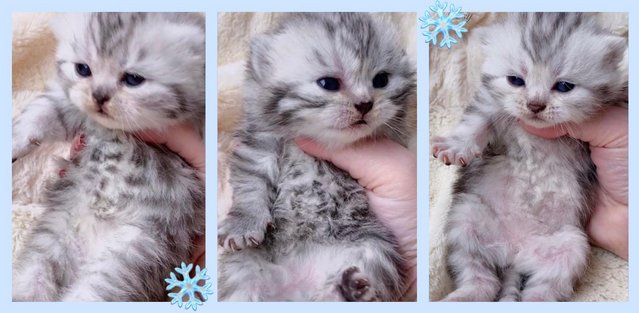 Image 5 of Gorgeous Silver Spotty Tabby British Shorthairs Registered